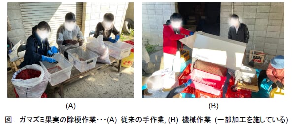 ガマズミ果実の除梗作業