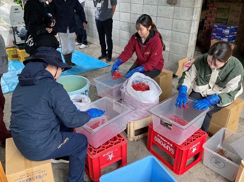 岩井邦久　ガマズミ果実の除梗作業