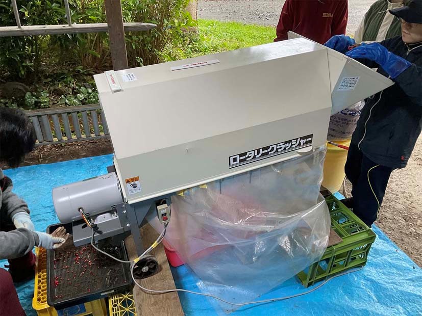 岩井邦久　ガマズミ果実の除梗作業